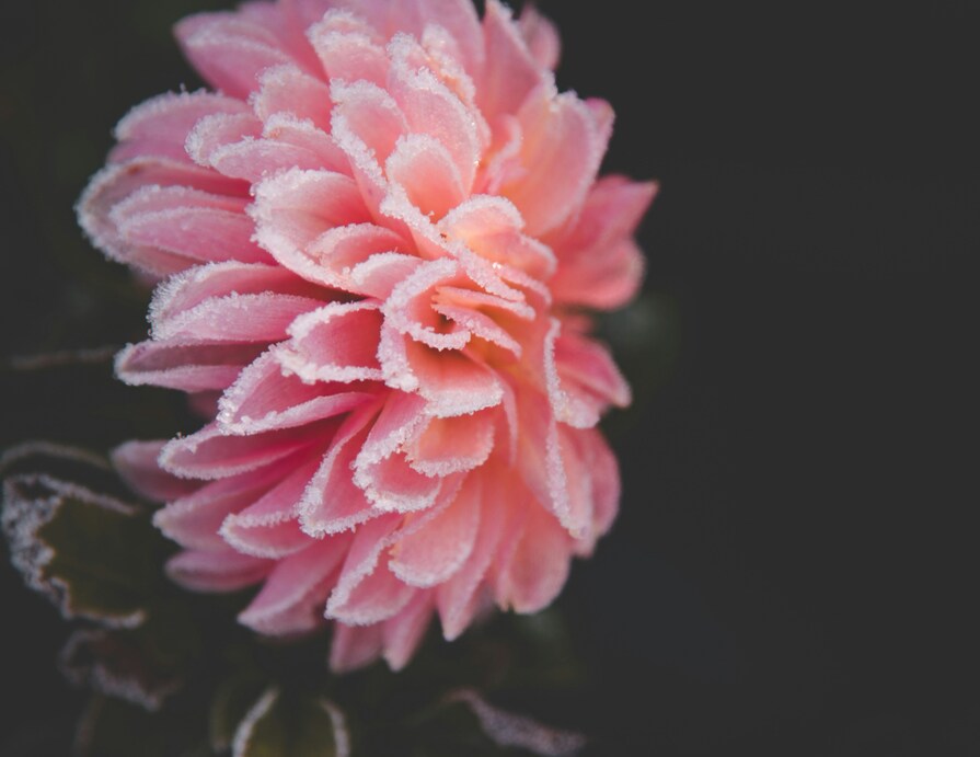 Dahlienblüte mit Frost an Blütenblättern